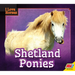 Shetland Ponies