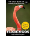 Flamingos: The Bright Pink Dancing Birds