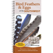 Bird Feathers & Eggs of the Southwest: Identify 40 Species of Common Backyard Birds