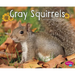 Gray Squirrels