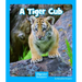 A Tiger Cub