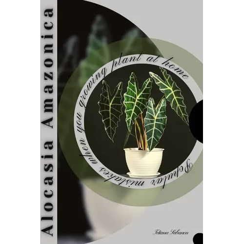 Alocasia Amazonica: Popular mistakes when you growing PLANT at home