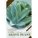 Agave Plant: Prodigy Petal, Plant Guide