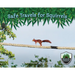 Safe Travels for Squirrels