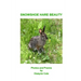 Snowshoe Hare Beauty