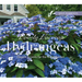 Lovely Lacecap Hydrangeas: Elegant Accents for the Home Garden
