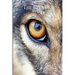 The Eyes of a Wolf