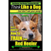 Red Heeler, Red Heeler Training AAA AKC: Think Like a Dog, but Don't Eat Your Poop! Red Heeler Breed Expert Training: Here's EXACTLY How to Train Your