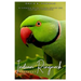 Indian Ringneck Parakeet: A comprehensive Guide to your vibrant and intelligent companion