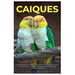 Caiques: A comprehensive Guide to training and caring for your caique with expert tips on health, breeding, behavior, housing, nutrition and beyond.