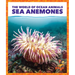 Sea Anemones