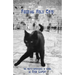 Feeding Holy Cats: The Poet's Experience In Israel