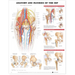 Anatomy and Injuries of the Hip Anatomical Chart