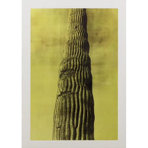 Jungjin Lee: Desert