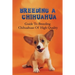 Breeding A Chihuahua: Guide To Breeding Chihuahuas Of High Quality: Chihuahua Dog Breed Information