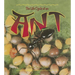 The Life Cycle of an Ant