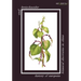 History of European Botanical Discoveries in China