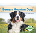 Bernese Mountain Dogs