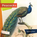 Peacocks