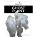 Ghost Plant