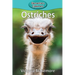Ostriches