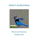 Steller's Jay Blue Sway: Photos and Poems
