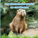 The Wonderful World of Capybaras: Interesting Facts About Capybaras