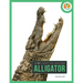 Alligator