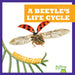 A Beetle's Life Cycle