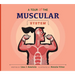A Tour of the Muscular System