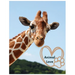 Animal Love: A picture book for Seniors with dementia or Alzheimer's patients. Cute photos of animals with uplifting quotes in large print.