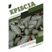 Episcia: Closed terrarium, Beginner's Guide