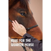 Reiki For The Quarter Horse