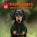 Dachshunds: Wacky Watchdogs