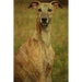 Whippet: Whippet