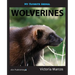 My Favorite Animal: Wolverines