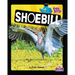 Shoebill