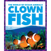 Clown Fish