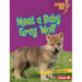 Meet a Baby Gray Wolf