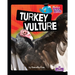 Turkey Vulture