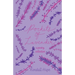 Pockets of Lavender: A Poetry Collection