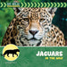 Jaguars in the Wild