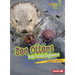 Sea Otters: Kelp Forest Engineers