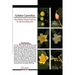 Golden Camellias: Non-Timber Forest Products for Poverty Reduction