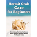 Hermit Crab Care for Beginners: Everything You Need to Know About Raising Healthy, Happy Pet Hermit Crabs.