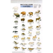 Mac's Field Guides: North American Land Mammals