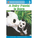 A Baby Panda Is Born