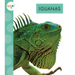Iguanas