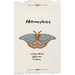 Metamorphosis