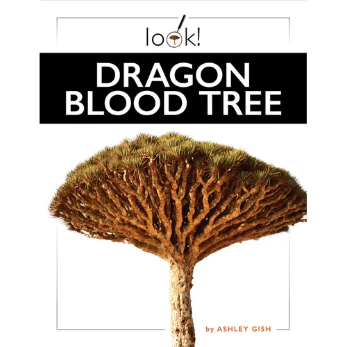 Dragon Blood Tree